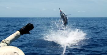 ATLANTIC-FISHING-CHARTER-12