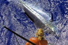 ATLANTIC-FISHING-CHARTER-18