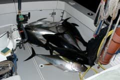 ATLANTIC-FISHING-CHARTER-20