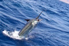ATLANTIC-FISHING-CHARTER-22
