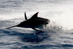 ATLANTIC-FISHING-CHARTER-23