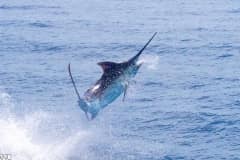 ATLANTIC-FISHING-CHARTER-26