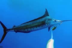 ATLANTIC-FISHING-CHARTER-27