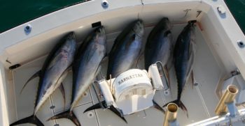 ATLANTIC-FISHING-CHARTER-4