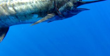 OCEANTUR-RABAO-5