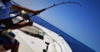 SEA-FOX-16
