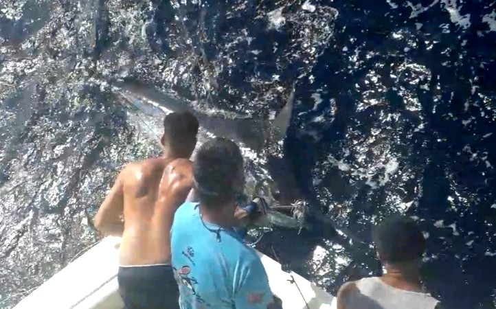 marlin